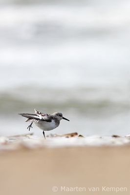 Sanderling (Calidris alba)