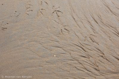 Seagull tracks