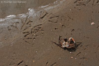 Crab carcass