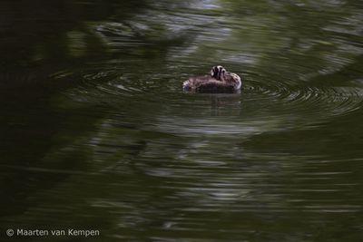 Great crested grebe (Podiceps cristatus)