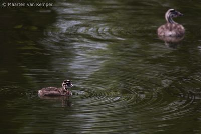 Great crested grebe (Podiceps cristatus)