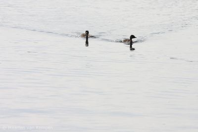 Great crested grebe (Podiceps cristatus)