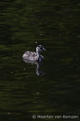 Great crested grebe (Podiceps cristatus)