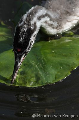 Great crested grebe (Podiceps cristatus)