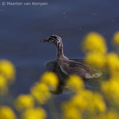 Great crested grebe <BR>(Podiceps cristatus)