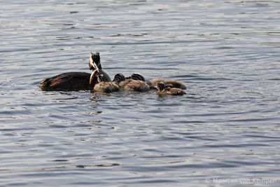 Great crested grebe (Podiceps cristatus)