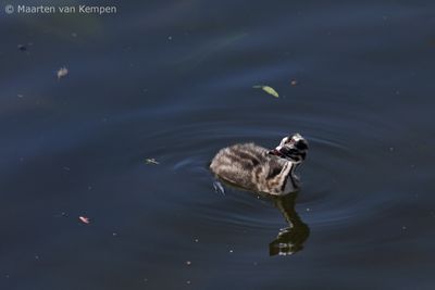 Great crested grebe (Podiceps cristatus)