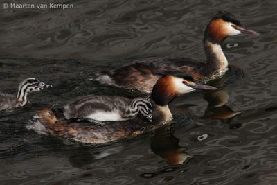 Great crested grebe (Podiceps cristatus)