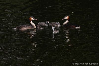 Great crested grebe (Podiceps cristatus)