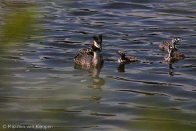 Great crested grebe (Podiceps cristatus)