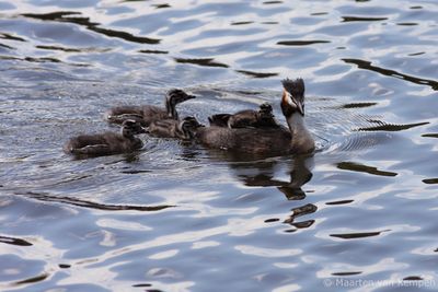 Great crested grebe (Podiceps cristatus)