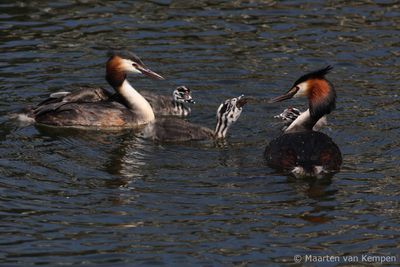 Great crested grebe (Podiceps cristatus)