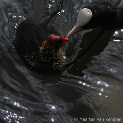 Common coot (Fulica atra)