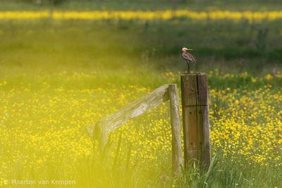 Black-tailed godwit (Limosa limosa)