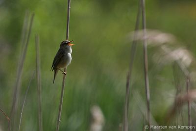 Sedge warbler (Acroce-phalus schoenobaenus)