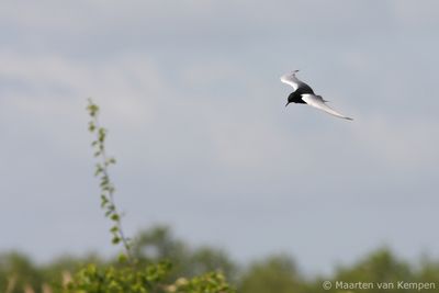 White-winged tern (Chlidonias leucopterus)