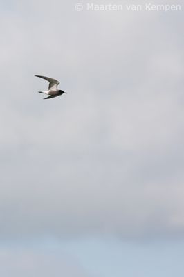 Black tern (Chlidonias niger)