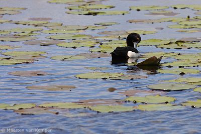 Tufted duck (Aythya fuligula)