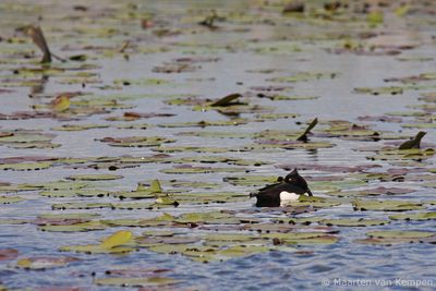 Tufted duck (Aythya fuligula)