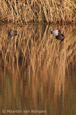 Common pochard (Aythya ferina)