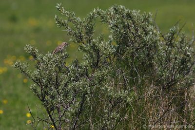 Meadow pipit (Anthus pratensis)