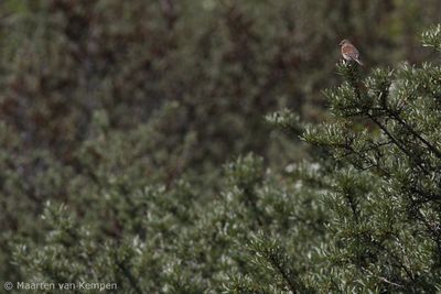 Common linnet (Linaria cannabina)