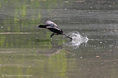 Common coot (Fulica atra)