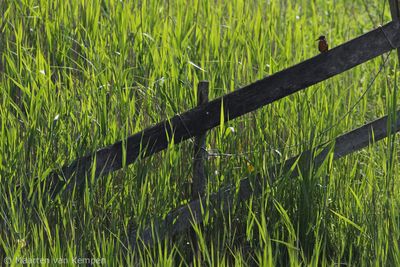 Common kingfisher (Alcedo attis)