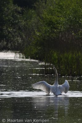 Mute swan (Cygnus olor)