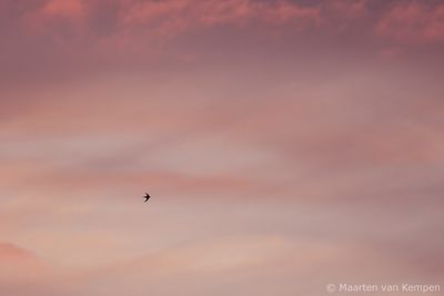 Common swift (Apus apus)