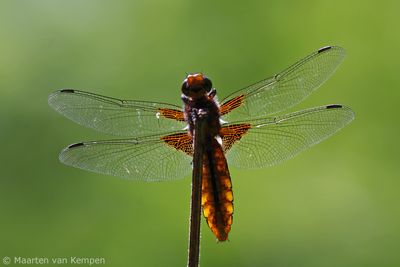 Broad bodied chaser (Libellula depressa)