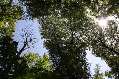 Crown shyness