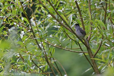 Eurasian blackcap (Sylvia atricapilla)