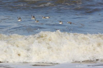 Sanderling (Calidris alba)