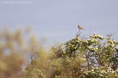 Common whitethroat (Sylvia communis)