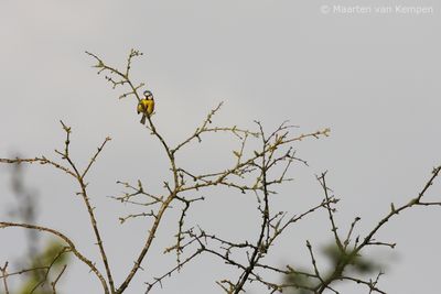 Eurasian blue tit (Cyanistes caeruleus)