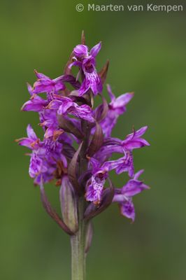Broad-leaved marsh orchid