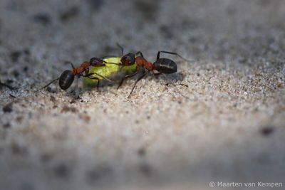 Southern wood ant (Formica rufa)