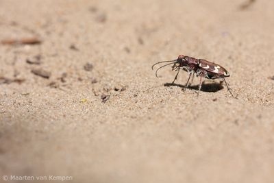 Northern dune tiger beetle (Cicindela hybrida)