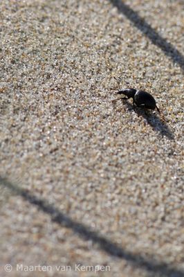 Otiorhynchus fuscipes(No common name)