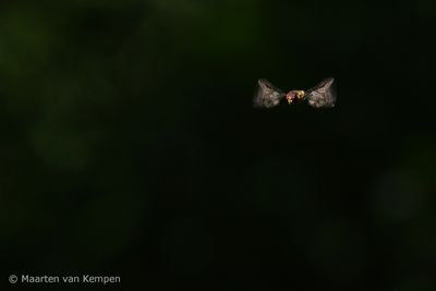 Hoverfly spec. (Syrphidae spec.)