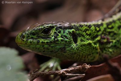 Sand lizard (Lacenta agilis)