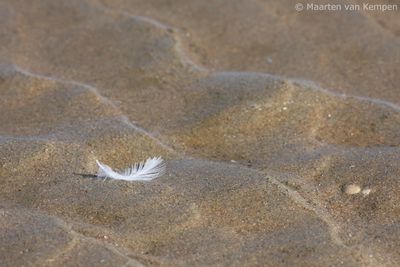 Feather