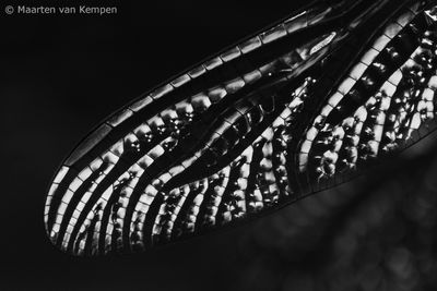 Black-tailed skimmer <BR>(Orthetrum cancellatum)