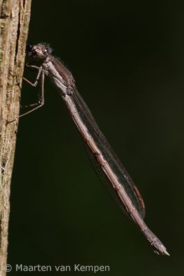 Brown emerald damselfly (Sympecma fusca)