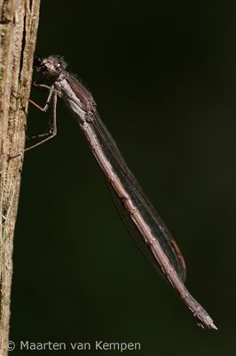 Brown emerald damselfly (Sympecma fusca)