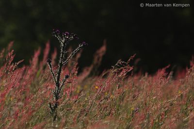 Marsh thistle (Cirsium palustre)