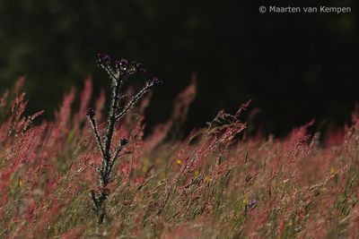 Marsh thistle (Cirsium palustre)