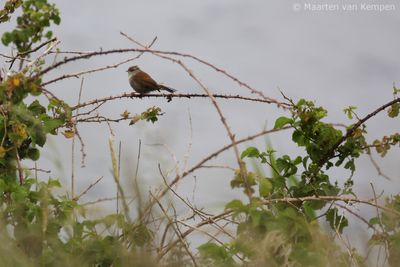 Cetti's warbler (Cettia cetti)