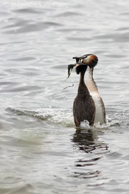 Great crested grebe (Podiceps cristatus)